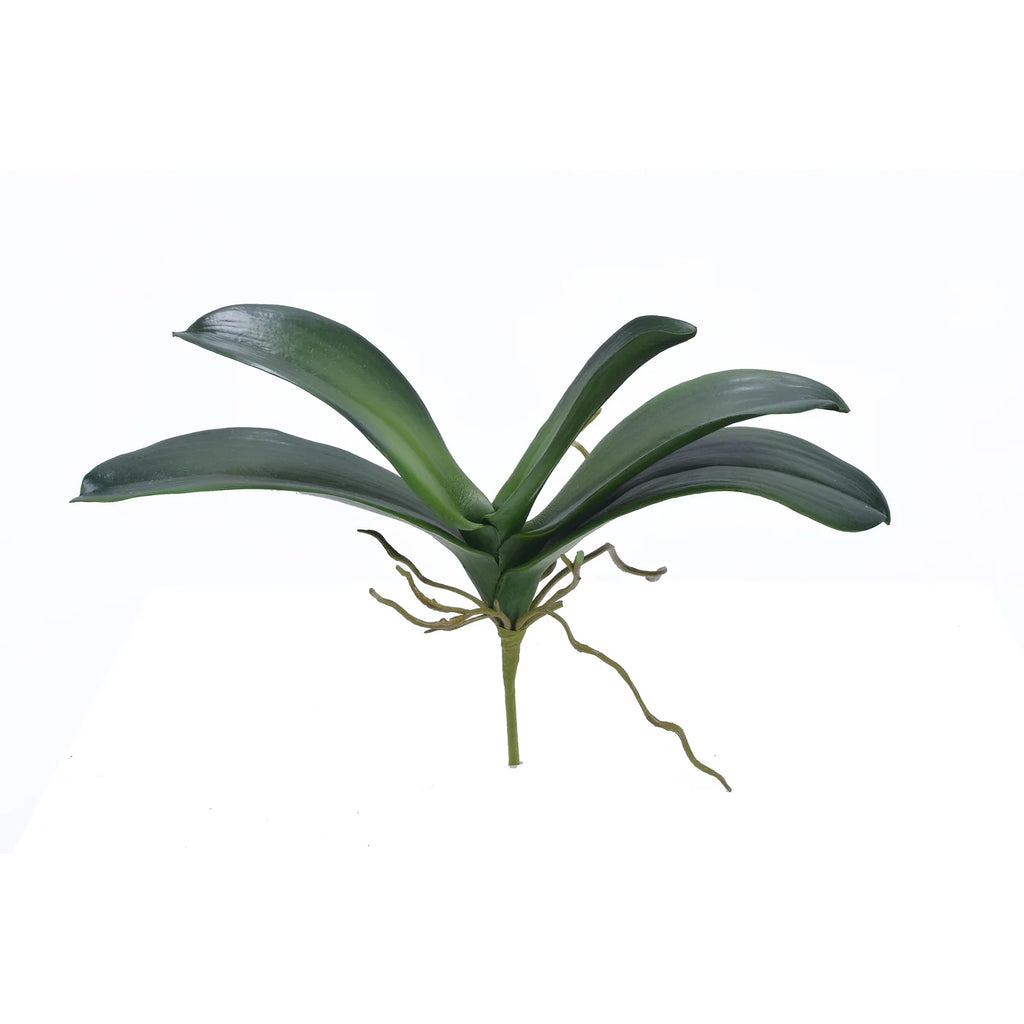 Premium Orchid Leaf