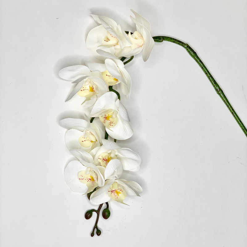 White Orchid Stem