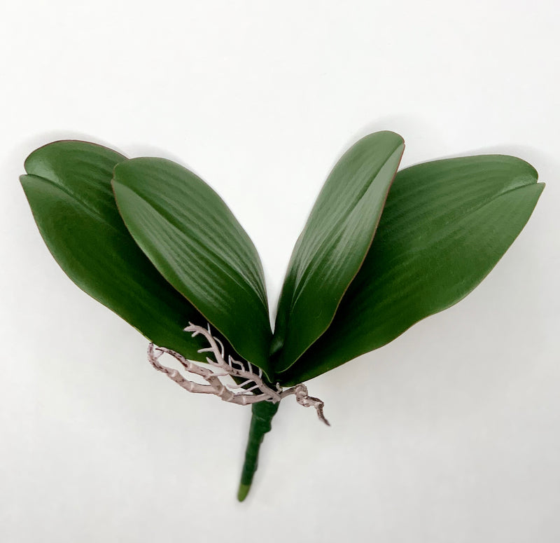 White Orchid Stem with Orchid Leaves