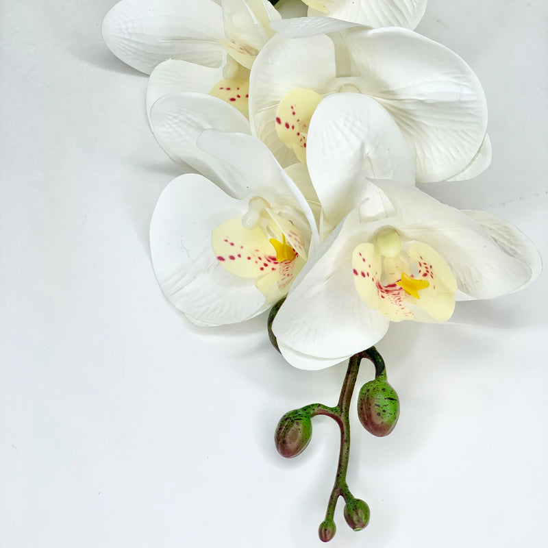White Orchid Stem